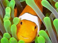 Clownfish